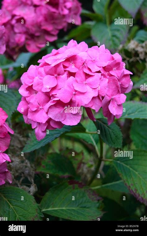 Pink Hydrangea Flower Stock Photo - Alamy