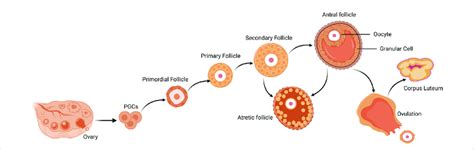 Follicle Development And Atresia Ovulation Of The Mammalian Ovary