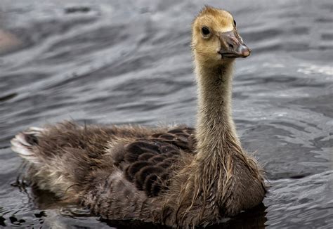 Wild Goose Chick Cub - Free photo on Pixabay - Pixabay