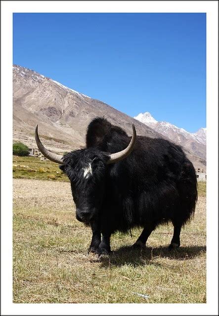 A Male Yak Udayan Kapur Flickr