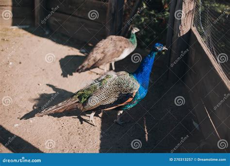 A Beautiful Peacock in the Zoo Stock Image - Image of seabird, fauna ...