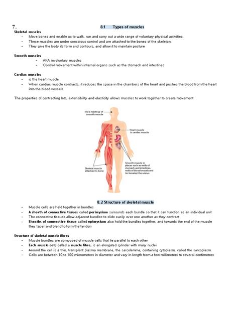 Chapter 8 Musculoskeletal System Pdf Anatomical Terms Of Motion Bone