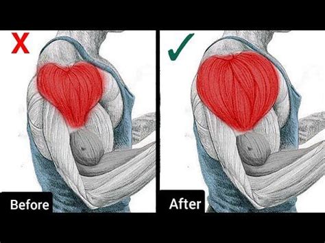 7 Best Shoulder Exercises For Boulder Shoulders Workout Shoulder