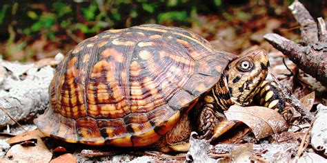 Elementary Ecosystem Investigation Alabamas Native Wildlife Awf