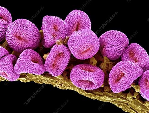 Geranium Pollen SEM Stock Image B786 1030 Science Photo Library