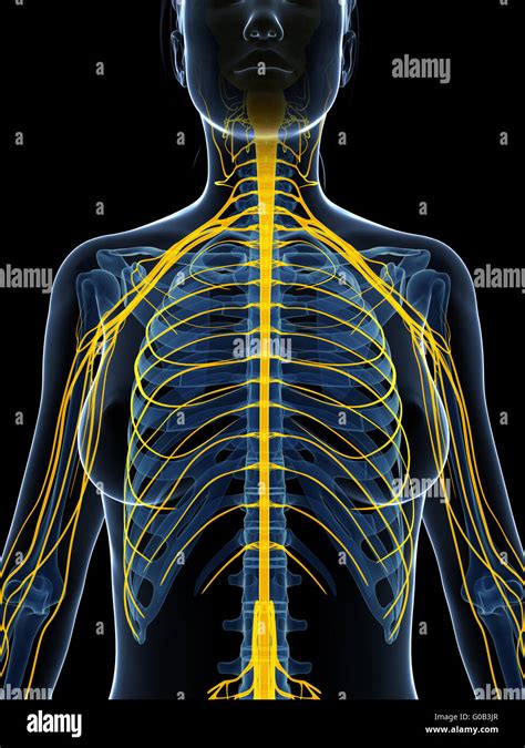 Nervous System Diagram Hi Res Stock Photography And Images Alamy