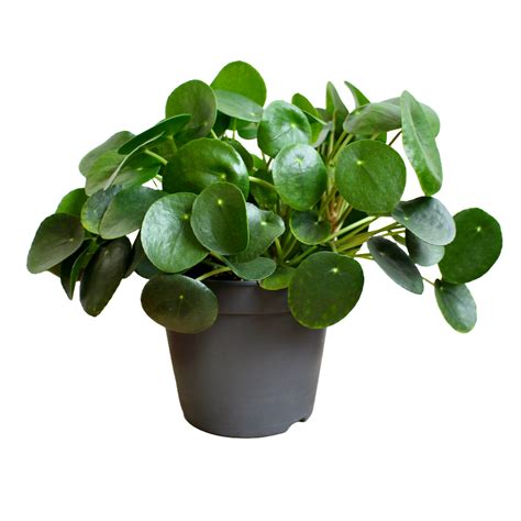 Pilea Peperomioides Chinese Money Plant The Archway Planter