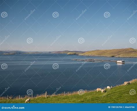 Fish Farming On Calm Waters Near Hamnavoe On The West Of Mainland