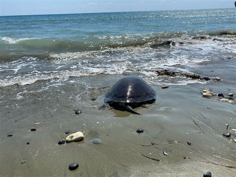 Two Injured Turtles Nursed Back To Health Released Into Wild Cyprus Mail