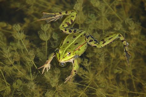 Frog Green Amphibian Free Photo On Pixabay Pixabay