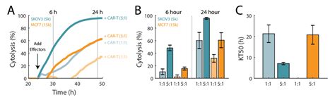 In Vitro Potency Assays For Immune Cell Mediated Killing With The