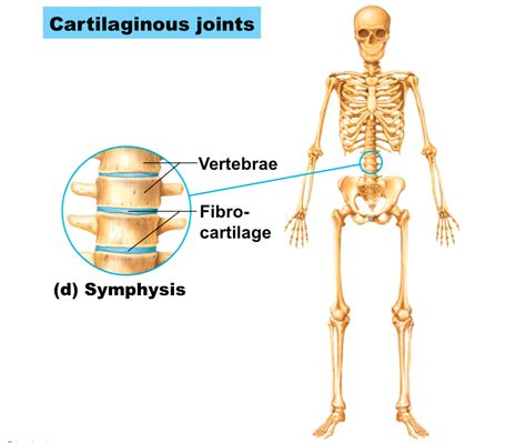 Joints - ms. gallagher's classroom