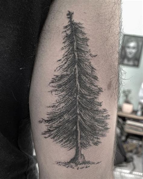 Elegant Fir Tree Tattoos You Must Love Xuzinuo