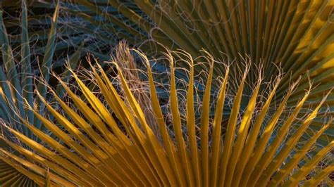 What Causes The Majesty Palm Leaves To Turn Brown