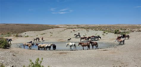 Colorado Wild Horses