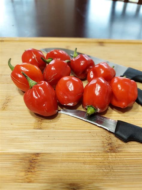 Red Savina Habanero Super Hot Pepper Seeds Ebay