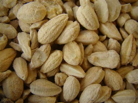 Balanites Aegyptiaca Seeds, Kernel Oil Manufacturer & Manufacturer from ...