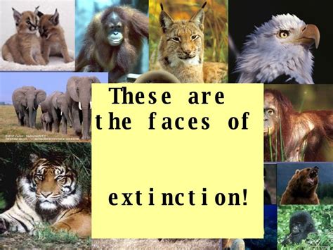 Endangered Animals Powerpoint 1