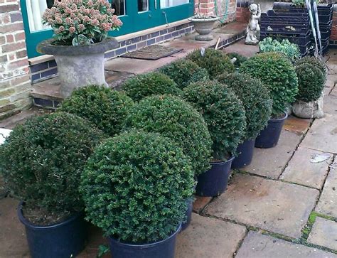 Yew Topiary Balls Ready For Planting Into A Long Border Designed By Bel