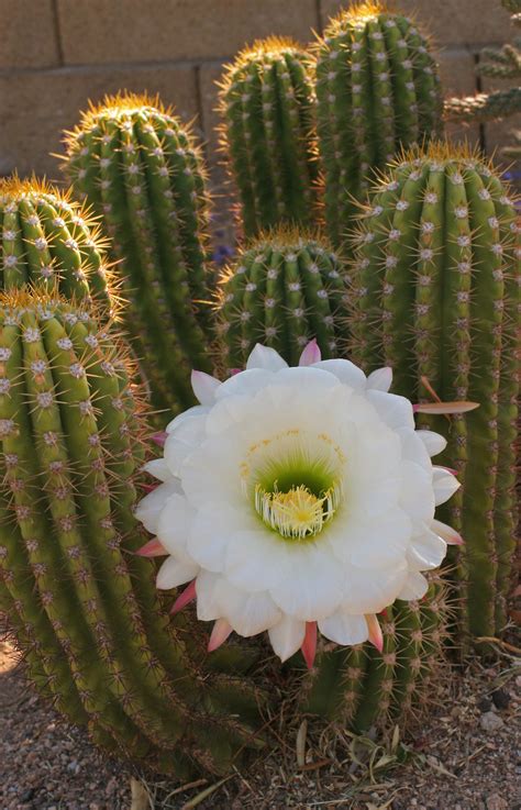 NIGHT-BLOOMING CEREUS FLOWER ESSENCE | LOTUSWEI