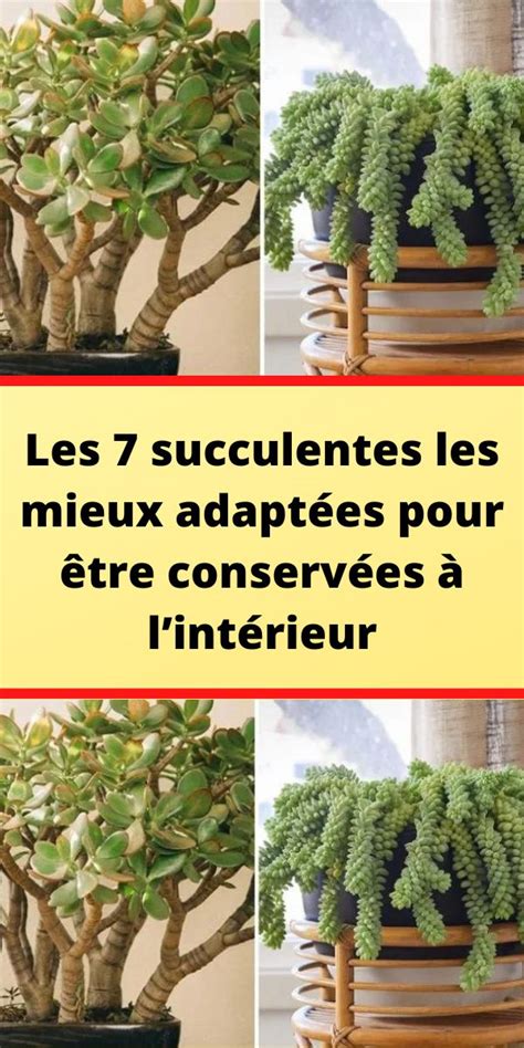 Les 7 succulentes les mieux adaptées pour être conservées à lintérieur