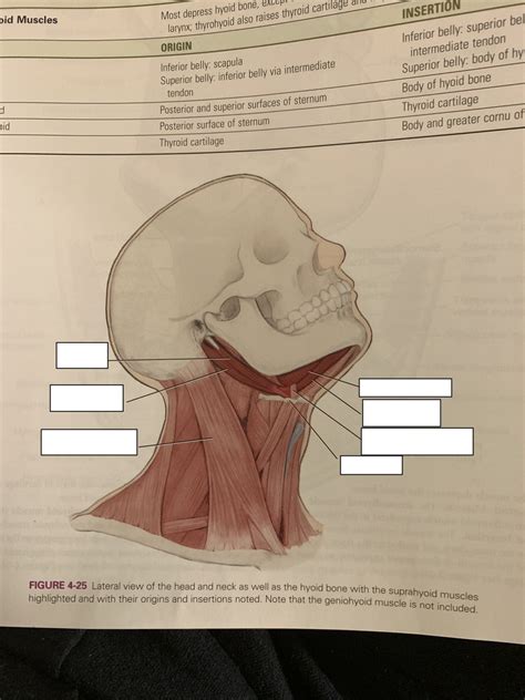 Suprahyoid Muscles Diagram Quizlet