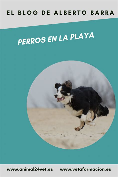 Perros En La Playa • Comportamiento