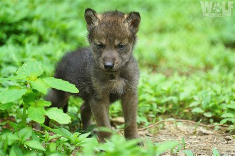 Pupdate: Mexican Gray Wolf Pups Turn Two Months Old | Wolf Conservation Center