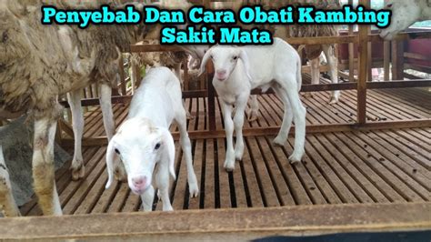 Cara Obati Kambing Sakit Mata YouTube