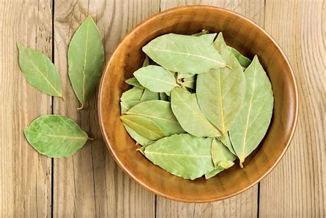 Rem De Naturel Huile De Laurier Pour Varices Et Douleurs