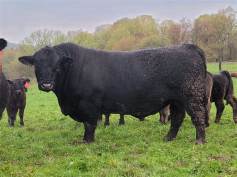 34 Brahman X Hereford Cross Page 2 Cattle Cow