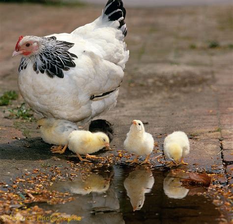 Bantam with chicks photo WP15410