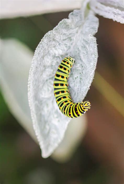 The Caterpillar of the Papilio Machaon Butterfly Sitting on Green Leaf ...