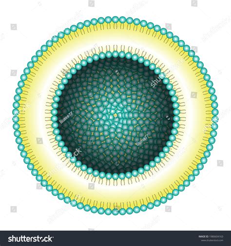 Liposome Structure Vector Medical Illustration Stock Vector (Royalty Free) 1980604163 | Shutterstock