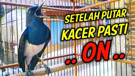 SETELAH PUTAR KACER PASTI ON LANGSUNG NYAUT GACOR PANCINGAN KACER