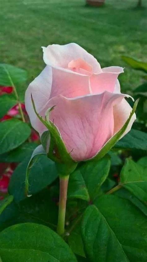 Pin By Ane Castro On Beautiful Roses Beautiful Rose Flowers Hybrid