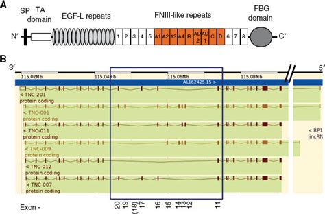 Embracing The Complexity Of Matricellular Proteins The Functional And