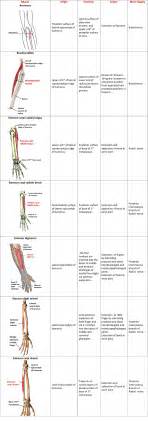 Forearm- Flexor and Extensor Compartments – Anatomy QA