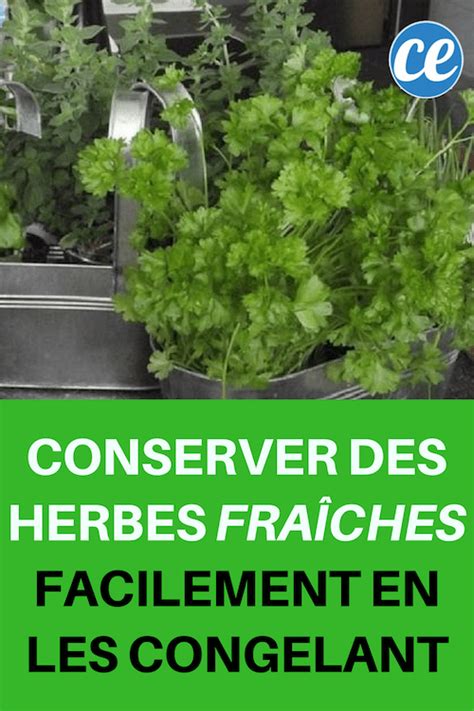 Conserver Des Herbes Fra Ches Facilement En Les Congelant