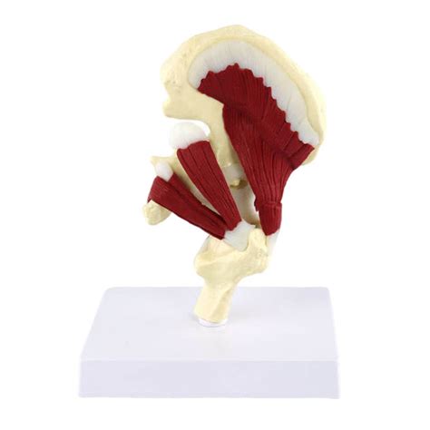 Buy Human Muscle Hip Joint W Muscles Model 1 1 Lifes Size Human Body