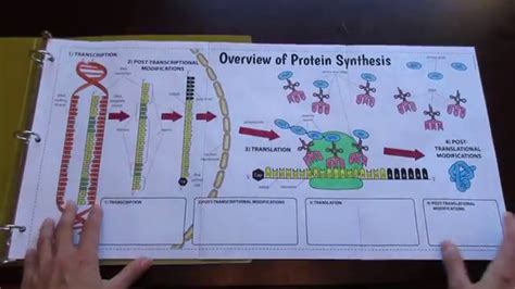 Big Protein Synthesis Foldable By Tangstar Science Youtube