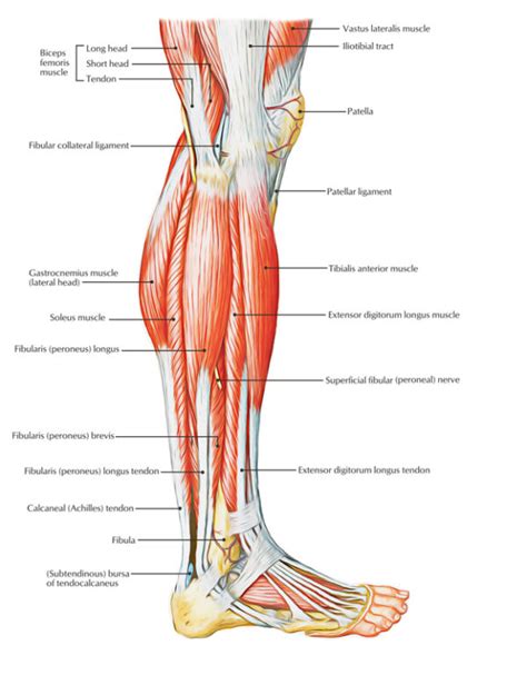 Peroneus Longus Anatomy