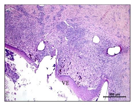 Histological Hematoxylin Eosin Stained Sections Of The Different