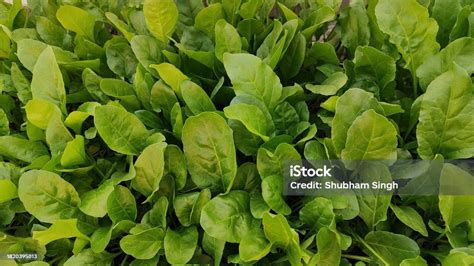 Close Top View Showing Fresh Green Leafy Vegetable Palak Spinach Plants