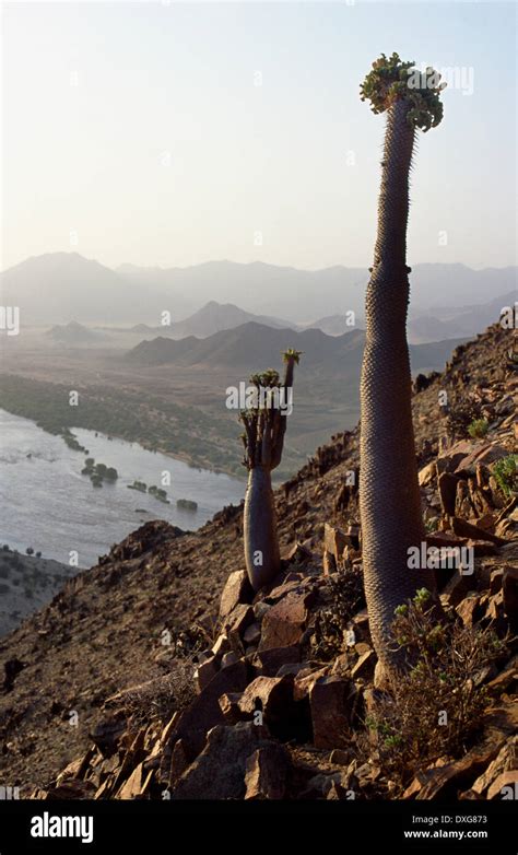 Pachypodium Namaquanum Halfmens In The Richtersveld Stock Photo Alamy