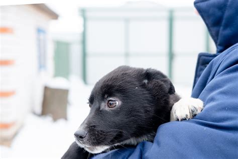 Un chien abandonné poursuit la voiture de son maître et est sauvé par