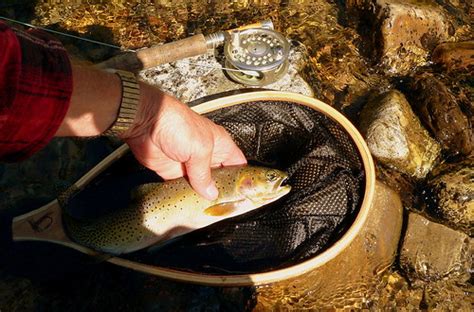 Idaho Cutthroat Trout St Joe River In North Idaho Tro Flickr