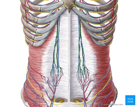 Superior epigastric artery: Anatomy, function | Kenhub