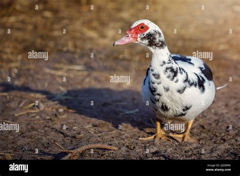 White with black spots musk duck, walking in the yard, brown background ...