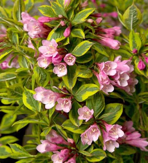 Rainbow Sensation™ Weigela Sunset Plant Collection